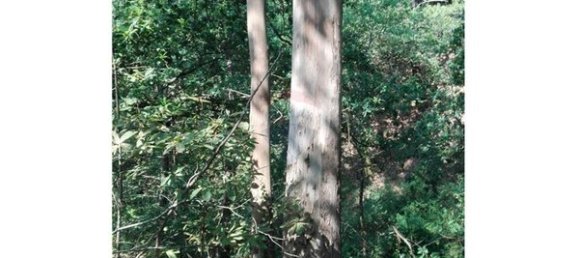 8550m² Land in Oliveira de Frades, Portugal No. 50652 3