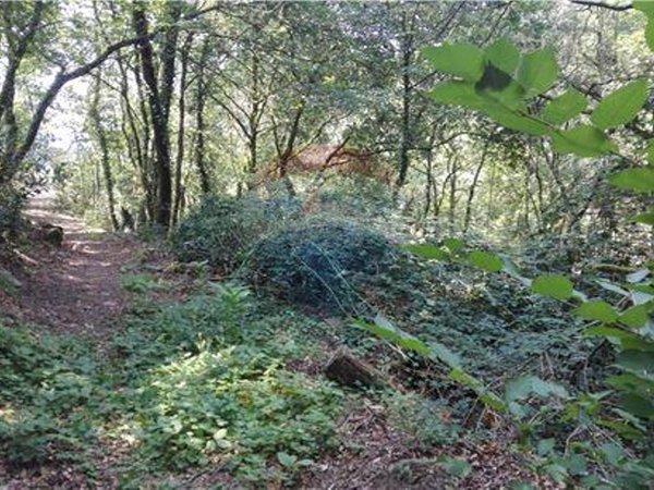 8550m² Land in Oliveira de Frades, Portugal No. 50652