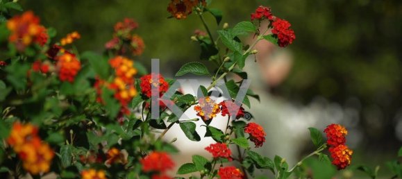 5 bedrooms Land in Porches, Portugal No. 130862 2