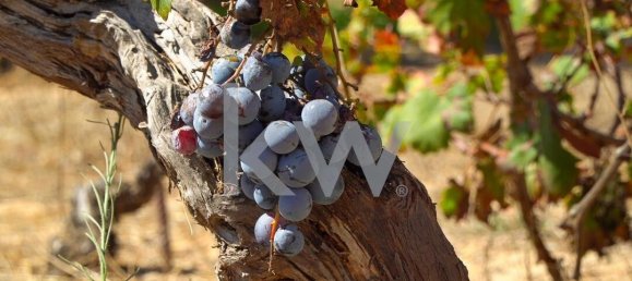 5 bedrooms Land in Porches, Portugal No. 130862 5