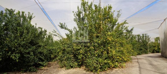 Casa de 17 dormitorios en Torrevieja, Spain No. 95374 18