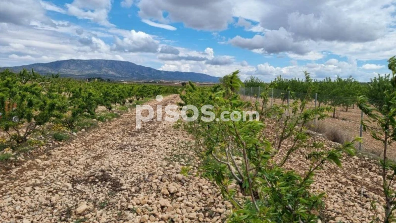 Grundstück in Pinoso, Spain 23810m², Nr. 244005