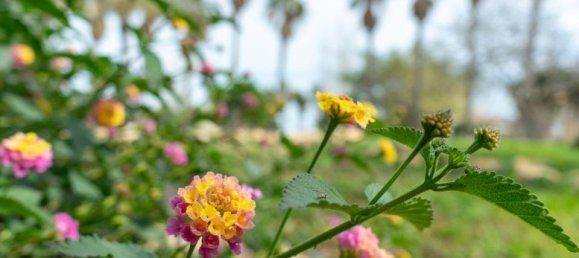 2 Schlafzimmer Villa in Torrevieja, Spain, Nr. 176504 60