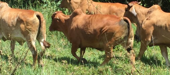 Granja de 3 dormitorios en Millaa Millaa, Australia No. 843 6