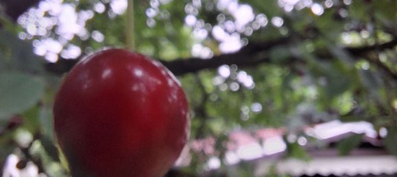 6 rooms House in Schaumburg, Germany No. 261126 12