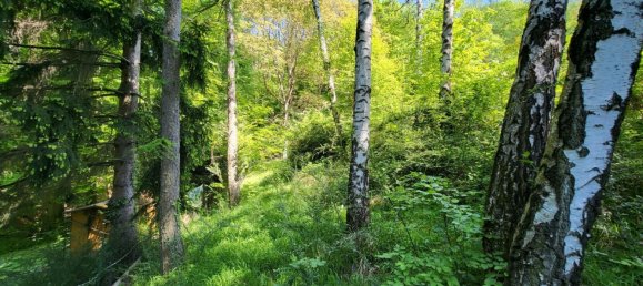  Land in Gablitz, Austria No. 134955 6