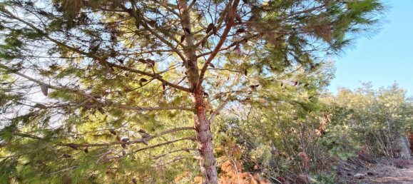 Terreno en Lecce, Italy No. 331658 38