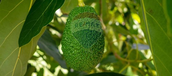 Grundstück in Calatabiano, Italy, Nr. 370854 10