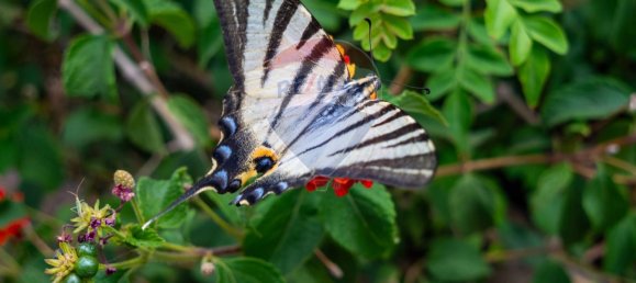 Grundstück in Calatabiano, Italy, Nr. 370854 15