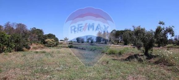 Grundstück in Senhorim, Portugal 12533m², Nr. 73055 5