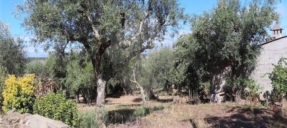 1 Schlafzimmer Haus in Santo Andre das Tojeiras, Portugal, Nr. 74676 3