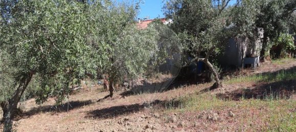 1 Schlafzimmer Haus in Santo Andre das Tojeiras, Portugal, Nr. 74676 22