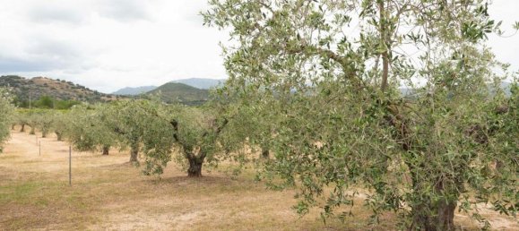 11 bedrooms House in Galtellì, Italy No. 54595 41