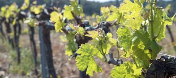 Terreno en Garriguella, Spain 561 m² No. 73523 16