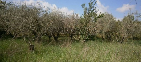 Terrain à Monte Compatri, Italy No. 131801 3