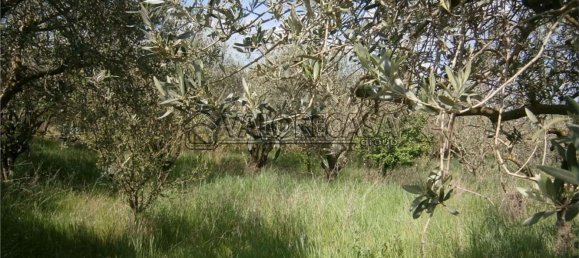 Terrain à Monte Compatri, Italy No. 131801 4