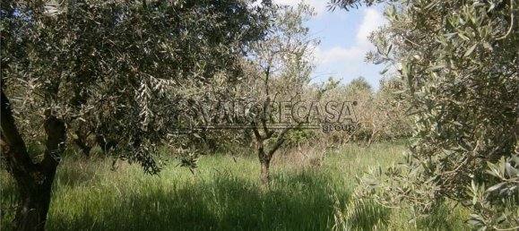 Terrain à Monte Compatri, Italy No. 131801 2