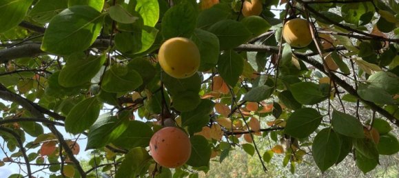 6 rooms Villa in Chiaramonte Gulfi, Italy No. 103537 41