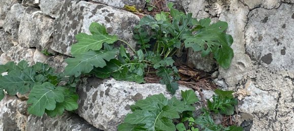 6 rooms Villa in Chiaramonte Gulfi, Italy No. 103537 21