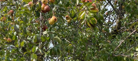 6 rooms Villa in Chiaramonte Gulfi, Italy No. 103537 45