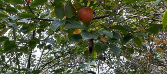 6 rooms Villa in Chiaramonte Gulfi, Italy No. 103537 46