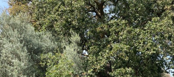 6 rooms Villa in Chiaramonte Gulfi, Italy No. 103537 29