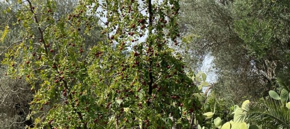 6 rooms Villa in Chiaramonte Gulfi, Italy No. 103537 44