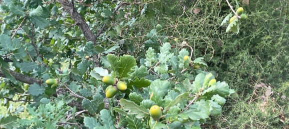 6 rooms Villa in Chiaramonte Gulfi, Italy No. 103537 43