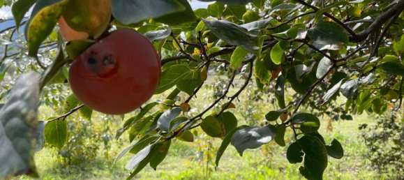 6 rooms Villa in Chiaramonte Gulfi, Italy No. 103537 42