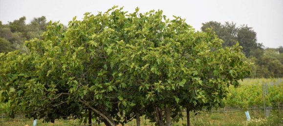 101520m² Hotel in Guia, Portugal No. 10063 11