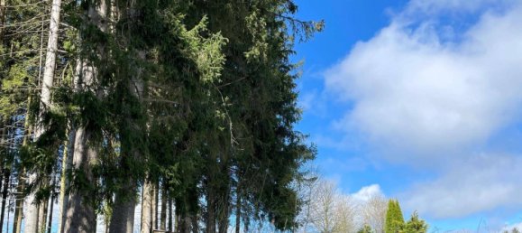  Land in Sallingberg, Austria No. 243436 12