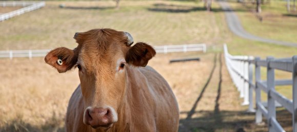 5 غرف نوم منزل في Belli Park, Australia رقم 404 7