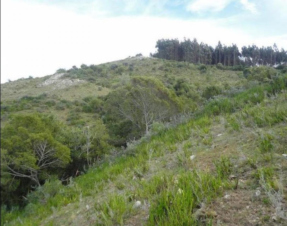 Ferme à Maldonado, Uruguay No. 14912