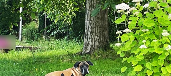 Таунхаус с 10 спальнями в Бад-Кройцнах, Германия № 106750 19