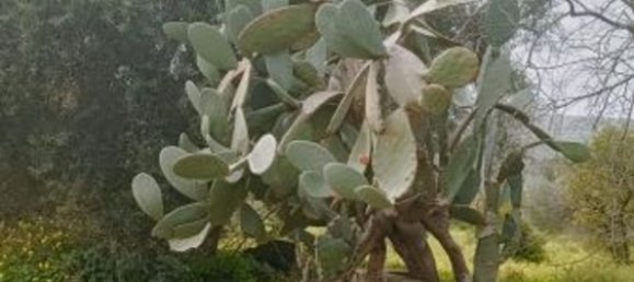 9164m² Land in Syracuse, Italy No. 243966 9