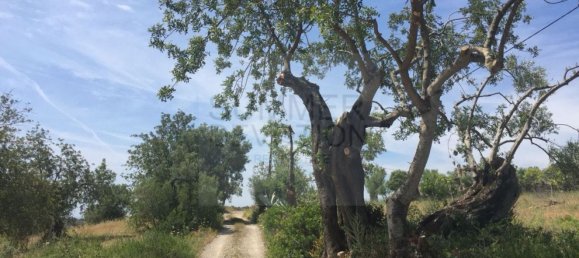 15000m² Land in Santa Catarina da Fonte do Bispo, Portugal No. 68743 11