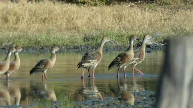 7 rooms Apartment in Salzburg, Austria No. 133034