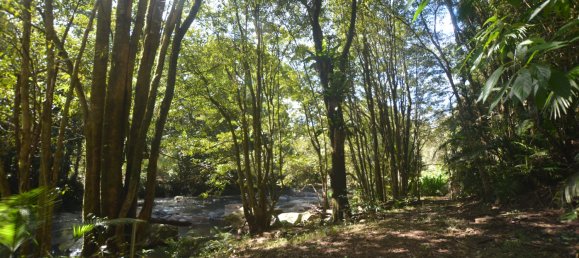 4 غرف نوم مزرعة في Millaa Millaa, Australia رقم 526 29