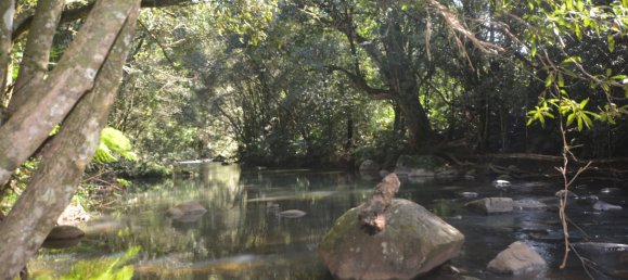 4 غرف نوم مزرعة في Millaa Millaa, Australia رقم 526 25