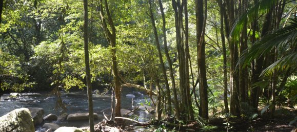 4 غرف نوم مزرعة في Millaa Millaa, Australia رقم 526 28