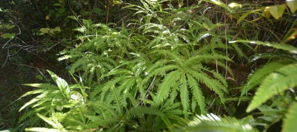 4 غرف نوم مزرعة في Millaa Millaa, Australia رقم 526 2