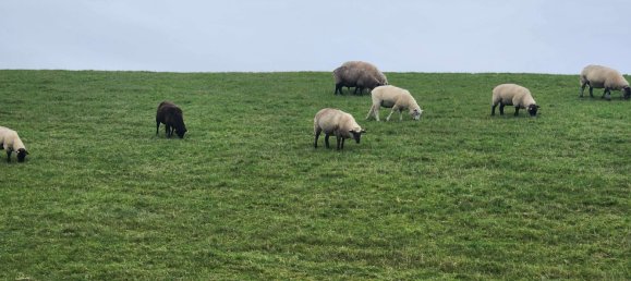 Casa de 5 divisões em Dithmarschen, Germany N.º 275476 11