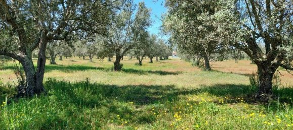  قطعة أرض في Grandola, Portugal 12500متر مربع رقم 323256 5