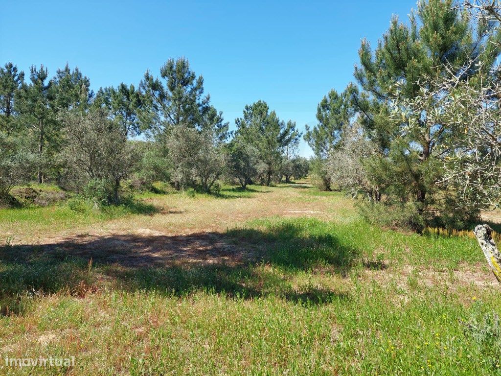 Grundstück in Grandola, Portugal 12500m², Nr. 323256