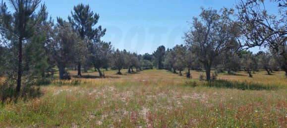  قطعة أرض في Grandola, Portugal 12500متر مربع رقم 323256 6