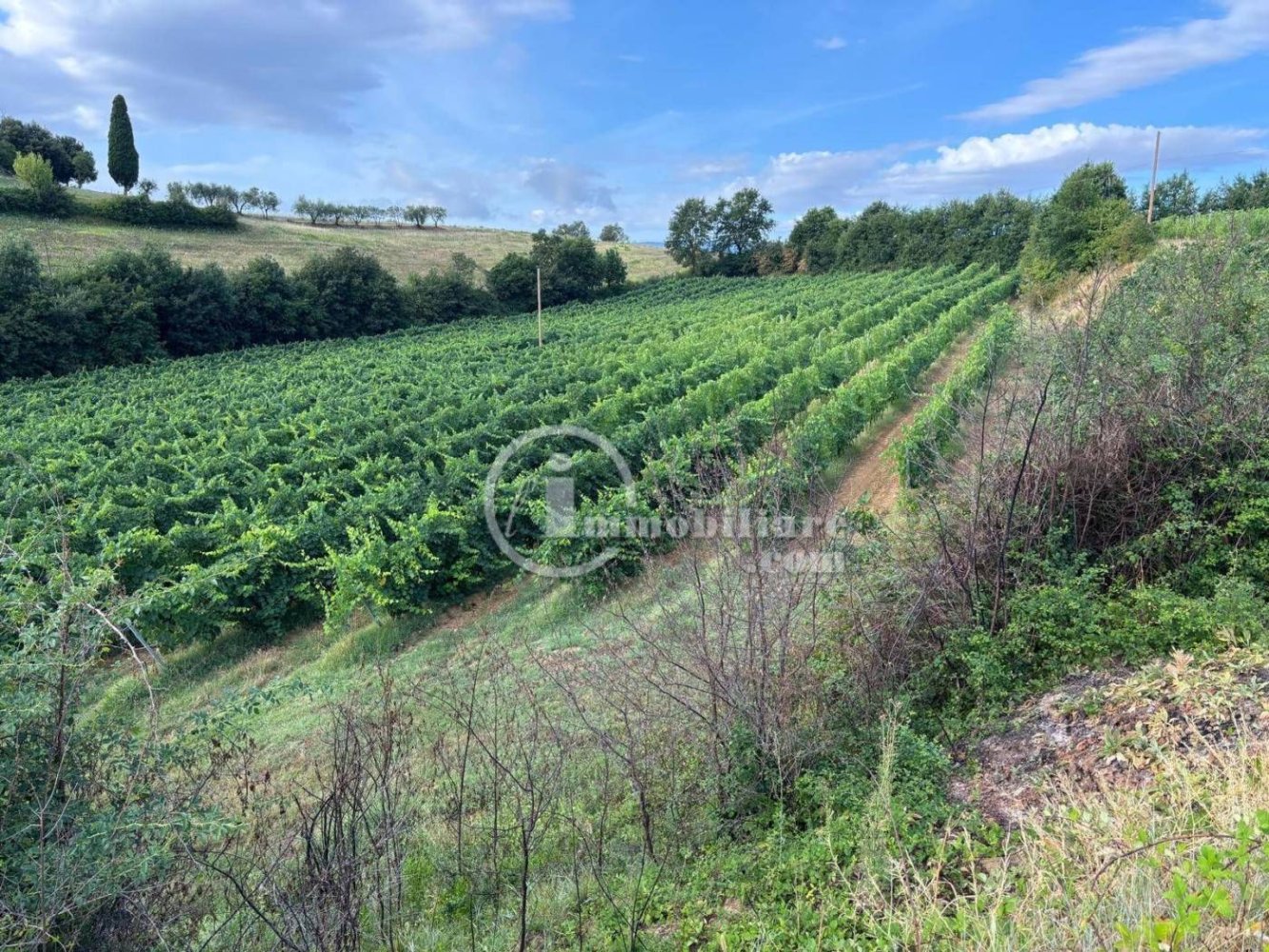 Grundstück in Montepulciano, Italy 51000m², Nr. 284600