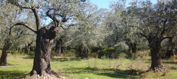 10500m² Hotel in Thasos, Greece No. 7955 6