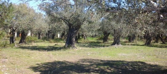 10500m² Hotel in Thasos, Greece No. 7955 4