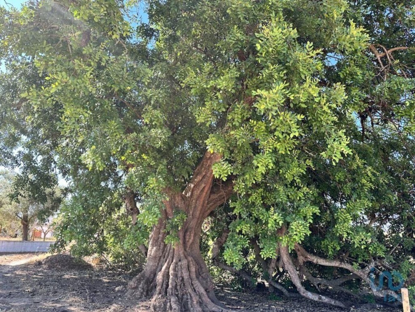 6820m² Land in Tavira, Portugal No. 305086