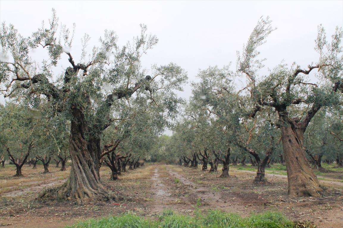 Hotel en Polygyros, Greece 5538 m² No. 7297